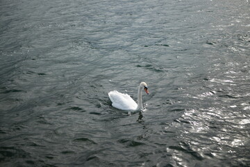 Beautiful white swan swimming alone in the dark water ripples. © AL NAFIS FUAD SHUVO