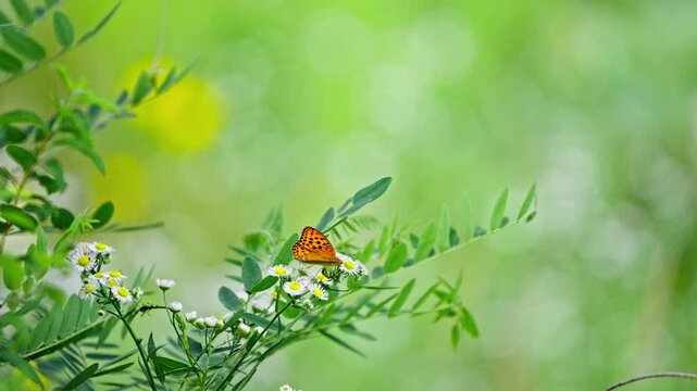 Silver-washed Fritillary Butterfly Sipping Nectar and Taking Flight