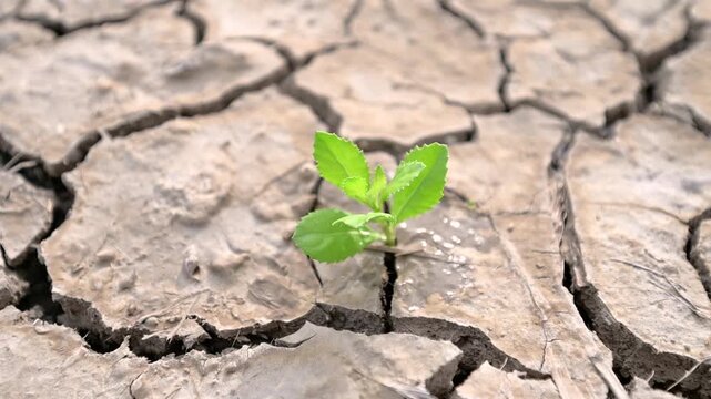 Business Growth and Sustainability Metaphor: Rain Nourishing Young Green Plant in Parched Ground