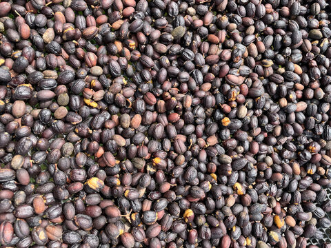 Coffee beans background, freshly picked, spread out to dry,  textured surface, view from above. Chiriqu&iacute;, Panama