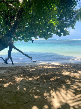Tropical beach with turquoise Caribbean sea water through palm leaves, calm ocean waves, soft sand, tranquil coast.