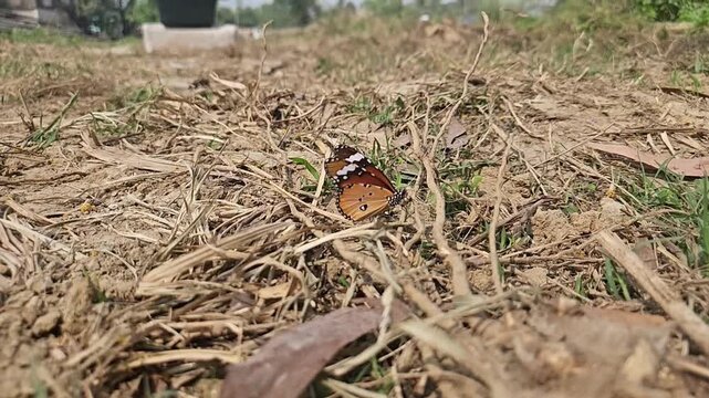 Ground-level macro footage of Tiger Butterfly resting among dry grass in its natural habitat. Detailed wing patterns, natural behavior, and peaceful outdoor environment with softly blurred background