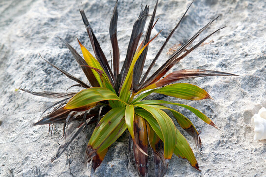 Green plant growing on gray rock showing resilience