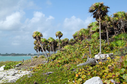 Tulum coast with tropical palm trees and caribbean sea