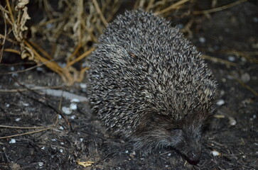 hedgehog on a black background © Tamara