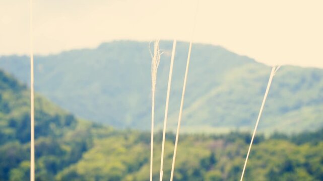 草の枝が風で揺れている山の風景：シネマティック