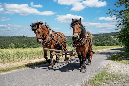 Traditionelle Landwirtschaft: Kaltblut-Gespann auf dem Weg zum Hacken auf dem Kartoffelacker.