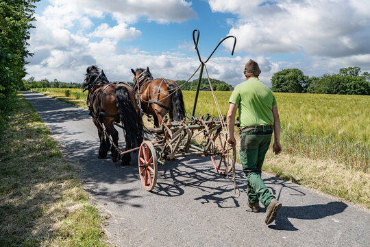 Traditionelle Landwirtschaft: Kaltblut-Gespann auf dem Weg zum Hacken auf dem Kartoffelacker.