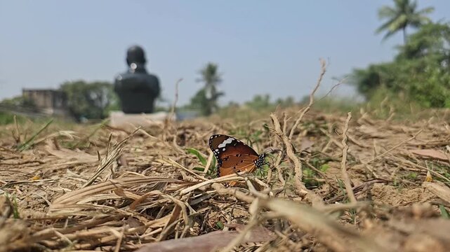 Ground-level macro footage of Tiger Butterfly resting among dry grass in its natural habitat. Detailed wing patterns, natural behavior, and peaceful outdoor environment with softly blurred background