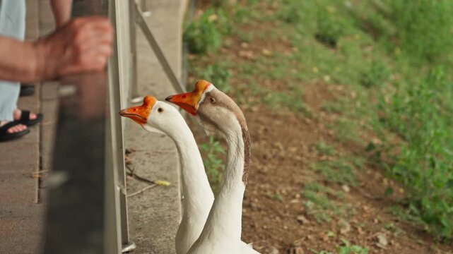 Domestic Geese Eating Grain Fed by Person in Park