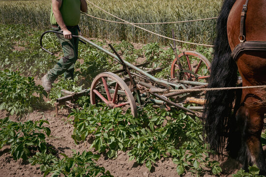 Traditionelle Landwirtschaft: Kaltblut-Gespann beim Hacken auf dem Kartoffelacker