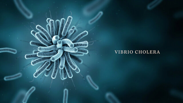 Vibrio cholera bacteria under microscope  infectious agent of cholera disease  causing diarrhea  severe dehydration