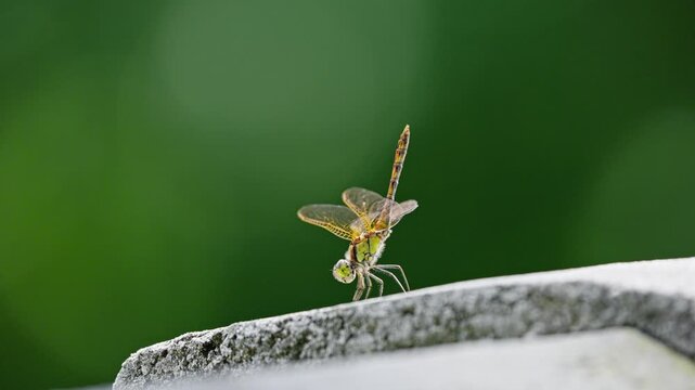 Dragonfly in Obelisk Posture Raising Abdomen and Taking Flight