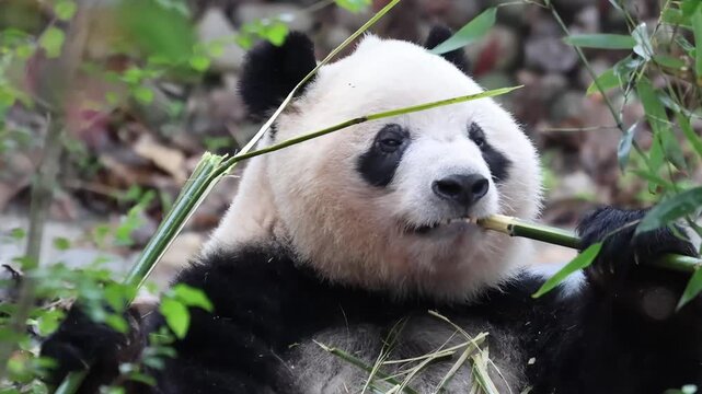 Close-Up of a Giant Panda, Qi Yi ,Contentedly Munching on a Green Bamboo Stem