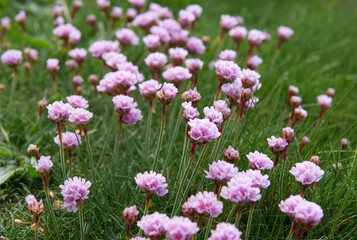 Obraz premium Wild pink sea thrift flowers blooming in a green grass meadow.