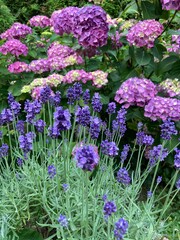 Obraz premium Blumen im Garten im Sommer mit lila Lavendel und pinker Hortensie