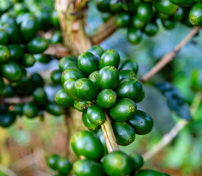 Green Coffee Cherries Ripening on Coffee Tree Branch in Pakxong, Laos, Famous Bolaven Plateau Coffee Plantation