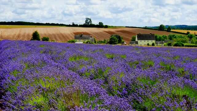 Lavender fiels Snowshill Cotswolds Gloucestershire England UK