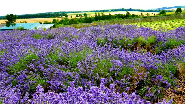 Lavender fiels Snowshill Cotswolds Gloucestershire England UK