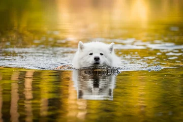Samoyed swimming in the water on a summer day. A white dog with wet fur enjoying a refreshing moment in nature © dogphotos