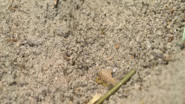 an ant enters a myrmeleon trap hole