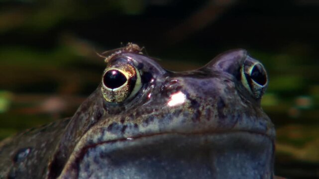 close up of a frog