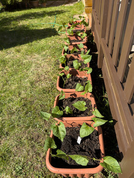 Vertical shot close up looking along a row of flower pots with compost and runner bean vegetable seedling plants growing
