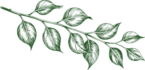 Fototapeta premium Green leaves, leafy branch, botanical illustration, nature elements, vector graphics
