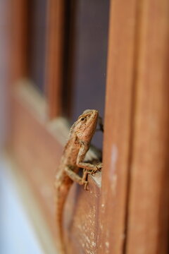 Close-up of a vibrant garden lizard resting on a sunny home window sill.Oriental garden lizard (Calotes versicolor)