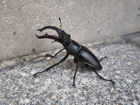 Escarabajo ciervo (lucanus cervus) 