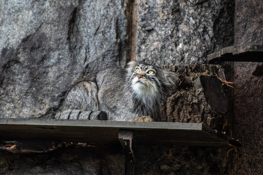 Pallas cat manul sitting on stone ledge
