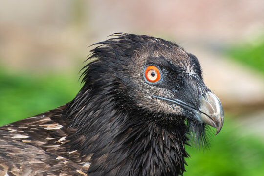 Bearded vulture portrait close up looking at camera