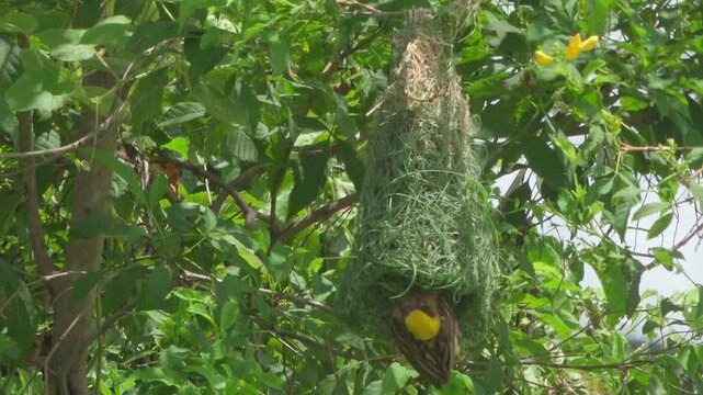 An adult male Baya Weaver (Ploceus philippinus) weaves grass into its pendant nest on a suburban tree branch in Thailand.