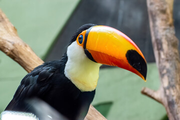 Obraz premium Toco toucan head close up portrait