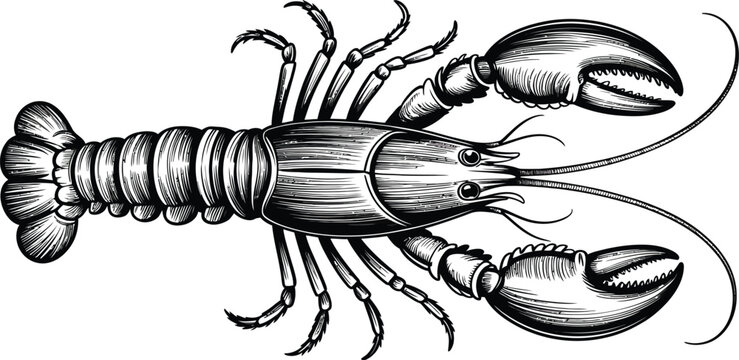Crayfish, Lobster Vector Illustration, Black And White Crustacean, Seafood Icon