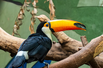 Obraz premium Toco toucan bird sitting on a tree branch