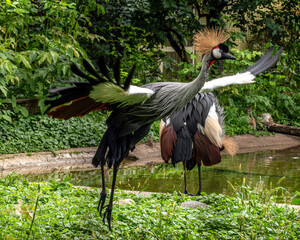 Obraz premium Pair of grey crowned cranes dancing in a park