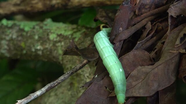 An Oleander hawk moth larva (Daphnis nerii) crawls across dry jungle leaves in Thailand.
