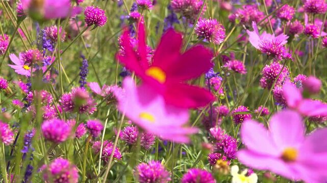 Rack focus reveals pink cosmos and magenta globe amaranth blooming in a sunlit field in Thailand