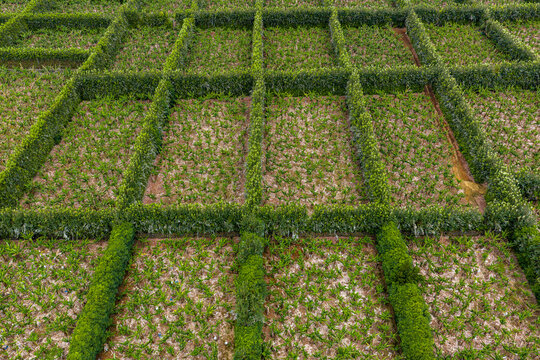 Aerial view of agricultural fields with grid-like hedgerows and lush green crops in Porto Judeu, Azores, Portugal.
