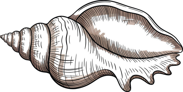 seashell, ocean shell, sea shell, shell illustration, brown and white shell, vector seashell