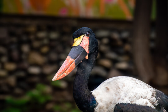 Saddle billed stork portrait close up looking side