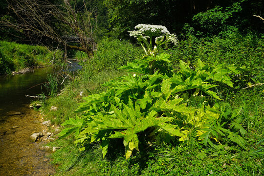 Riesen-B&auml;renklau; Heracleum mantegazzianum; cartwheel flower; giant hogweed; im Schmeietal Naturpark Obere Donau; Baden W&uuml;rttemberg; Deutschland