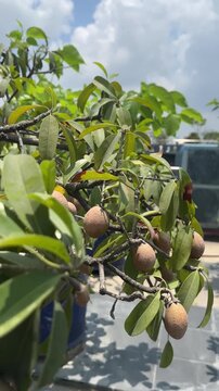 Sapodilla Fruits Growing on Tree Branch in Natural Garden Under Sunlight