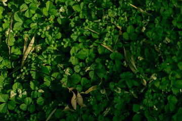 Obraz premium green leaves ground foliage nature plants texture growth carpet of small green leaves on the forest floor with dappled sunlight and shadow, closeup natural pattern for background and botanical study