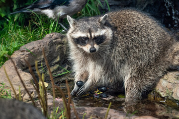 Raccoon washes grapes by the water © Dmitry