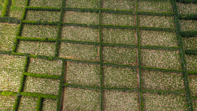 Aerial view of agricultural fields divided by lush green hedgerows forming a geometric grid pattern in Porto Judeu, Azores, Portugal.
