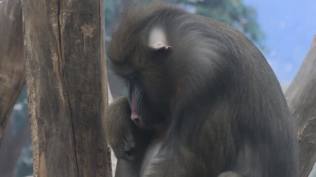 Mandrill Sitting by a Tree Trunk