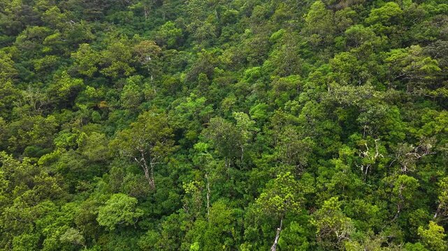Aerial view of a lush tropical rainforest canopy