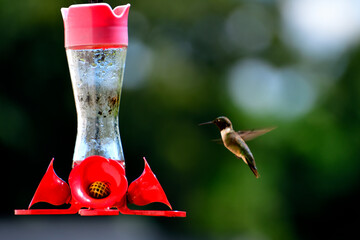 Naklejka premium hummingbird feeding on feeder